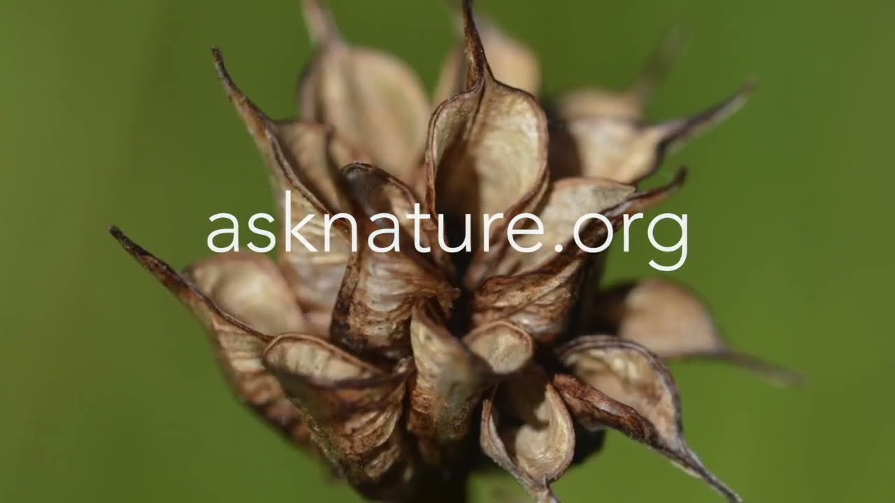 asknature.org سایت از طبیعت بپرس دیزاین کلاب