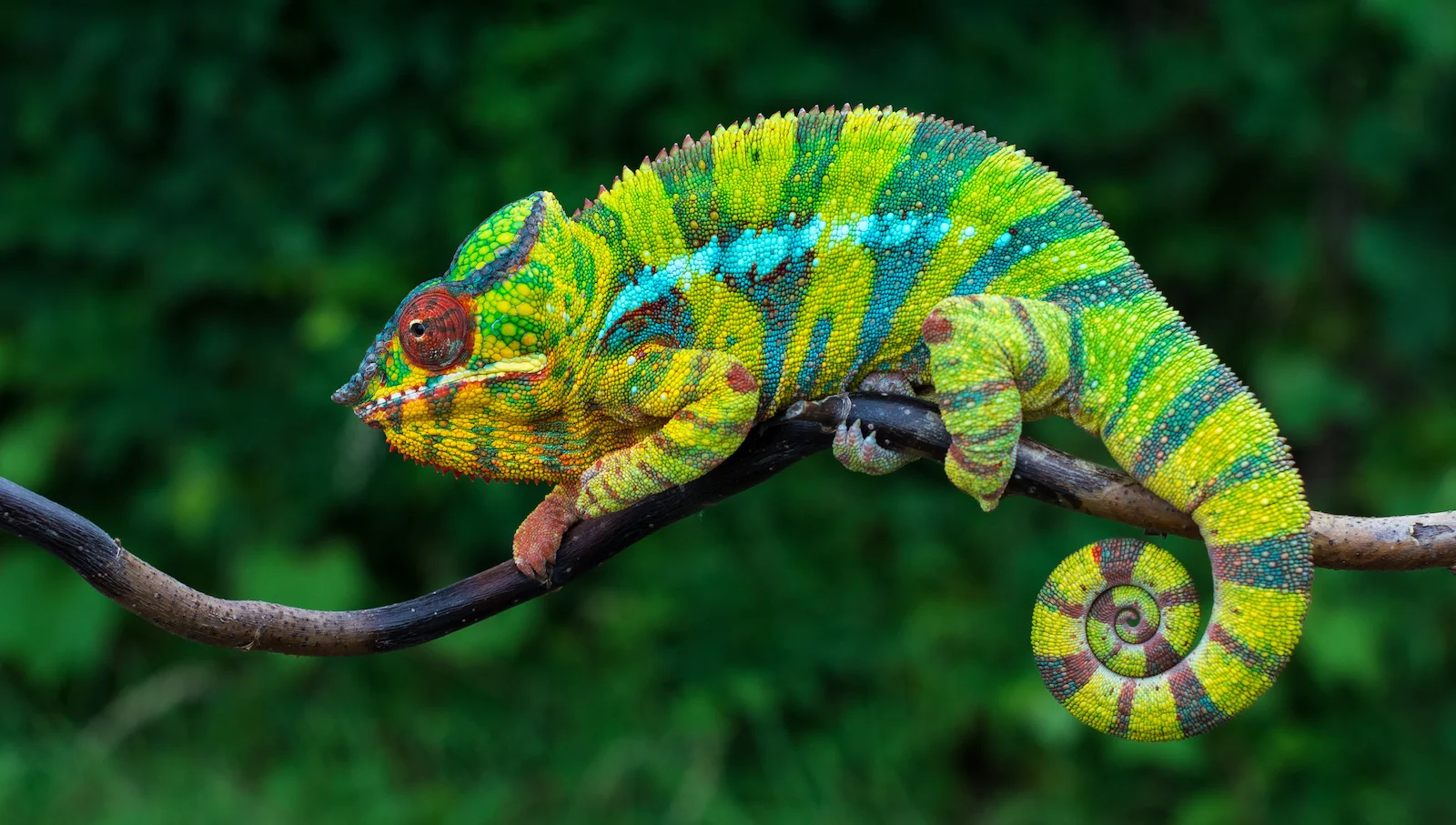 4. رنگ‌های آفتاب‌نما Chameleon Colors دیزاین کلاب